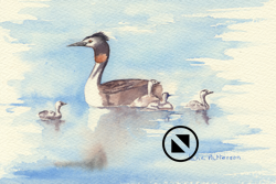 Great Crested Grebe 19 x 12 cm