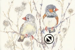 Zebra finches
